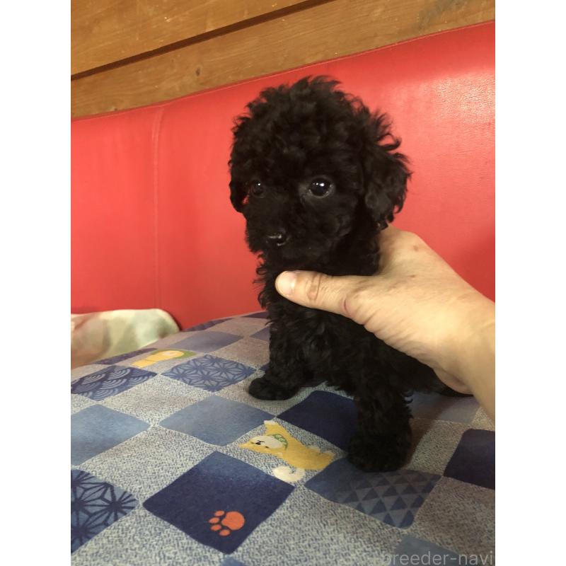 成約済の兵庫県のトイプードル-431956の9枚目