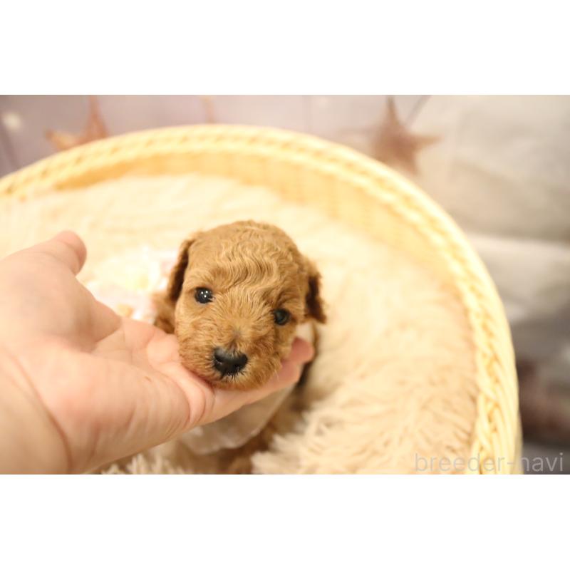 販売中の福井県のタイニープードル-432826の3枚目