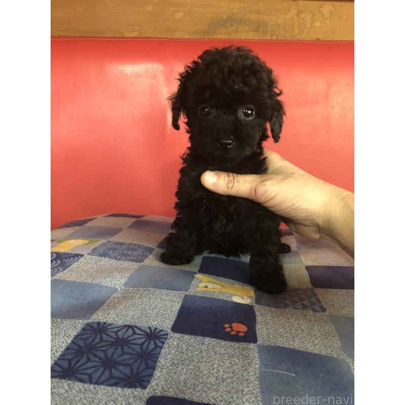 成約済の兵庫県のトイプードル-431956の8枚目