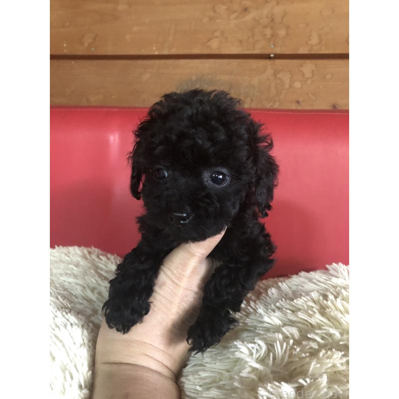 成約済の兵庫県のトイプードル-431956の7枚目