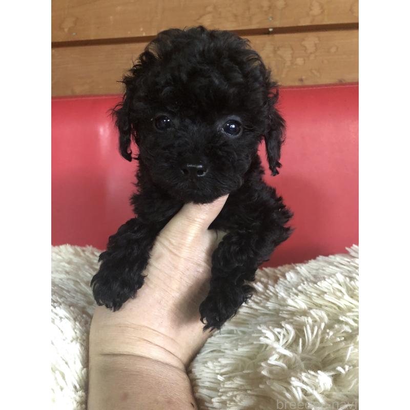 成約済の兵庫県のトイプードル-431956の5枚目