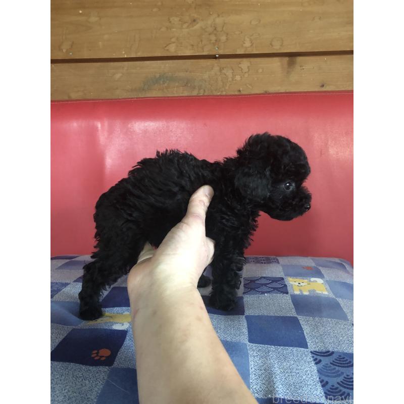 成約済の兵庫県のトイプードル-431956の4枚目