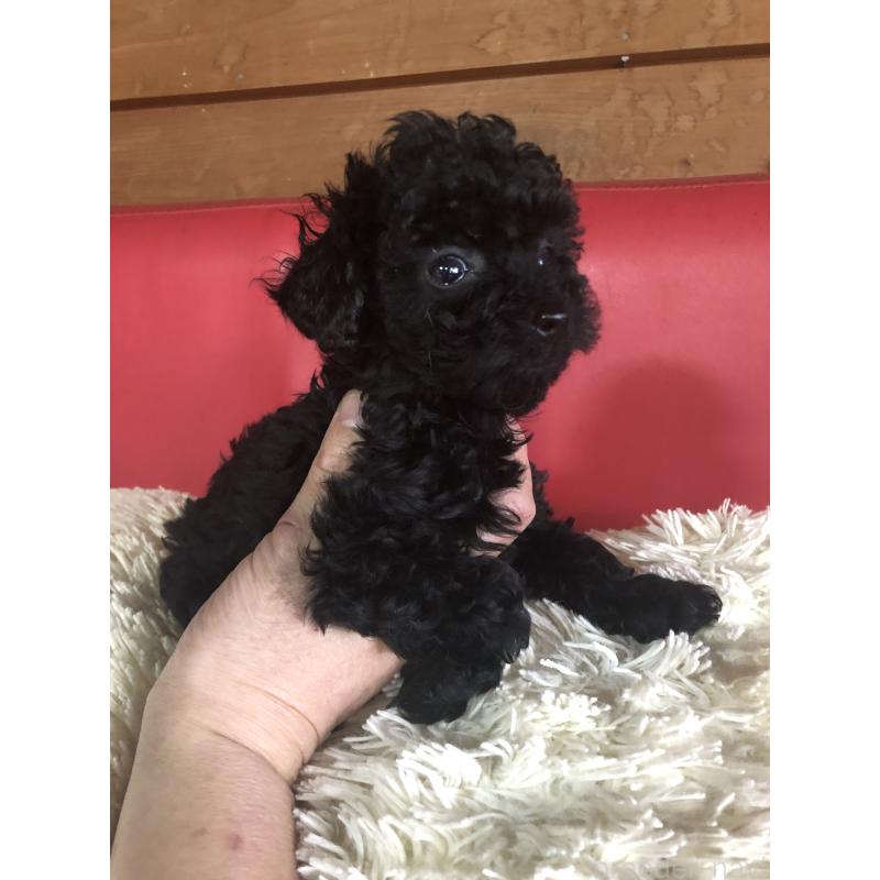 成約済の兵庫県のトイプードル-431956の3枚目