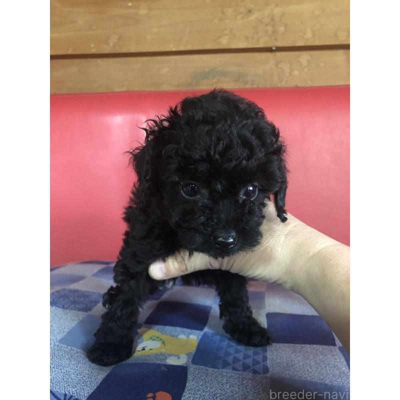 成約済の兵庫県のトイプードル-431956の2枚目