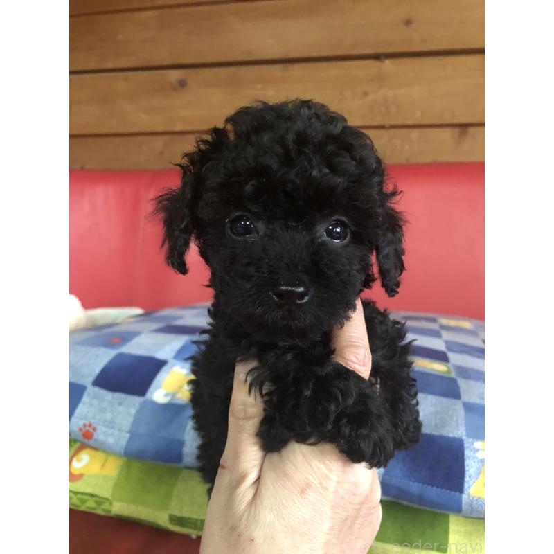 販売中の兵庫県のトイプードル-431956