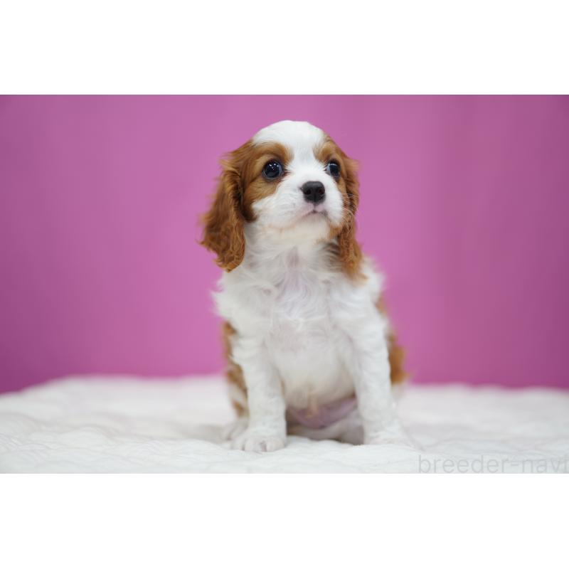 販売中の埼玉県のキャバリアキングチャールズスパニエル-432827の7枚目