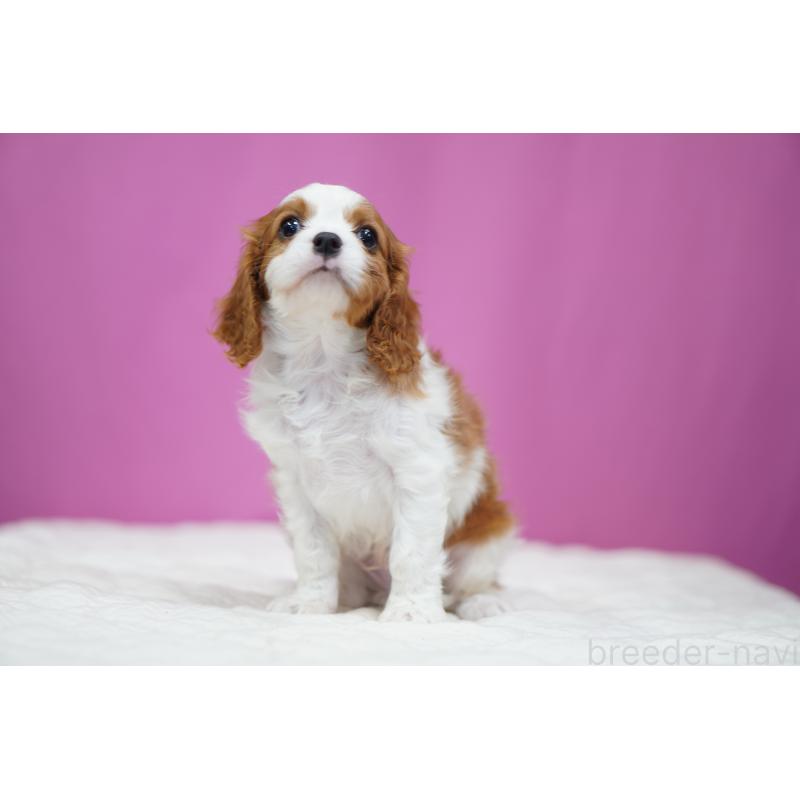 販売中の埼玉県のキャバリアキングチャールズスパニエル-432827の6枚目