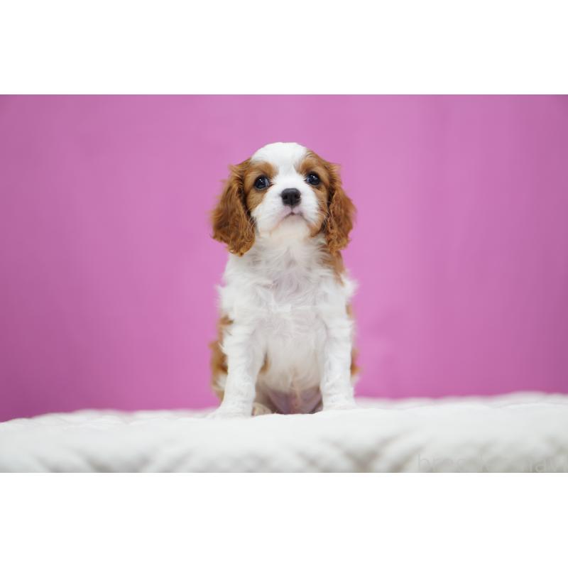 販売中の埼玉県のキャバリアキングチャールズスパニエル-432827の4枚目