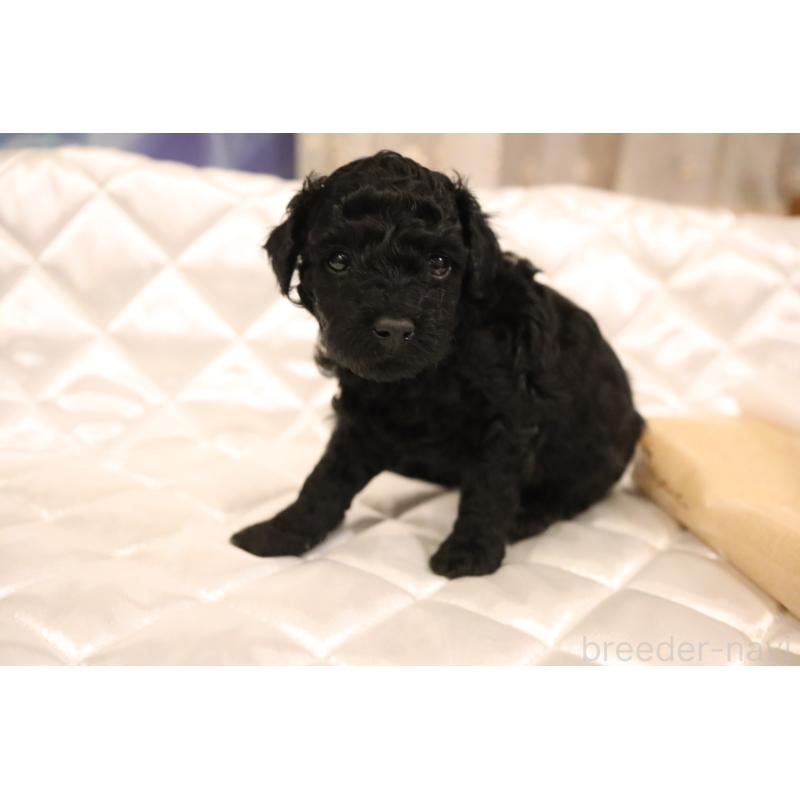 販売中の福井県のタイニープードル-432828の3枚目