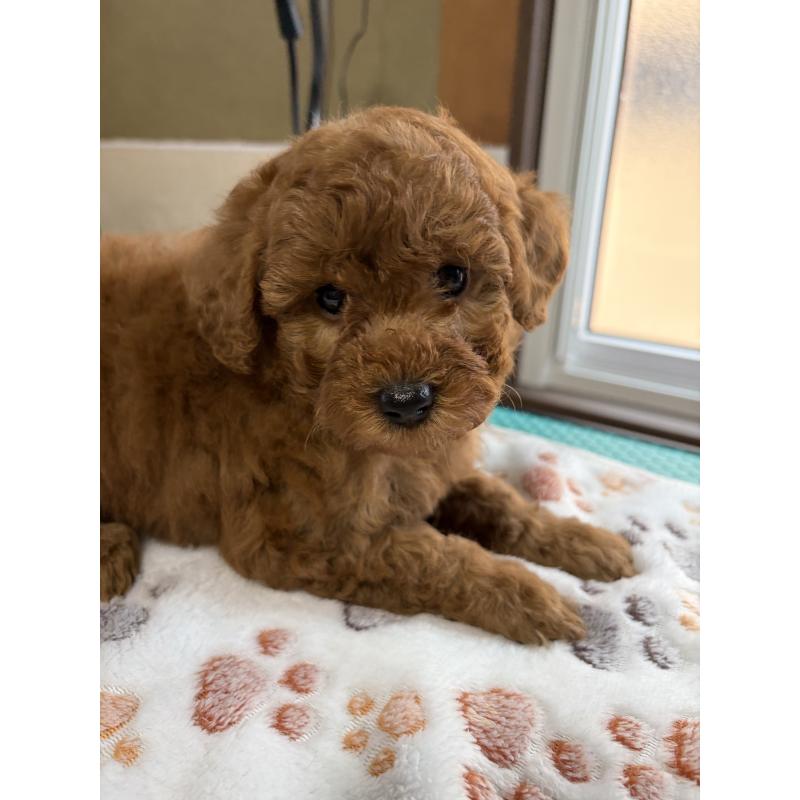 販売中の北海道のトイプードル-428764