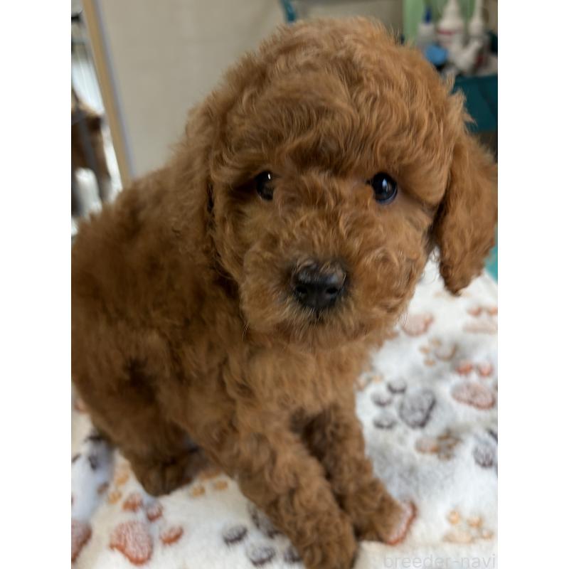 販売中の北海道のトイプードル-428765