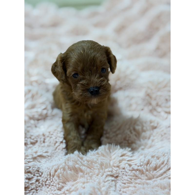 販売中の愛知県のキャバプー:キャバリア×トイプードル-432829の5枚目