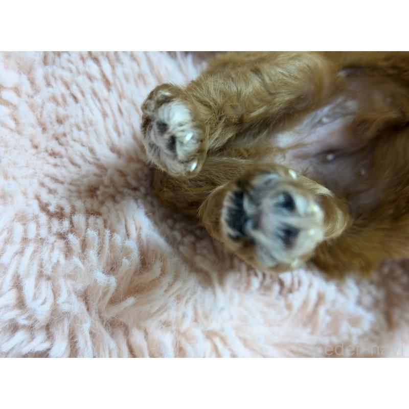 販売中の愛知県のキャバプー:キャバリア×トイプードル-432829の3枚目