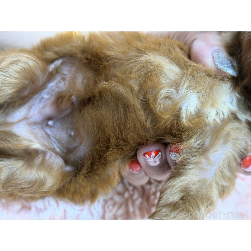 販売中の愛知県のキャバプー:キャバリア×トイプードル-432829の2枚目