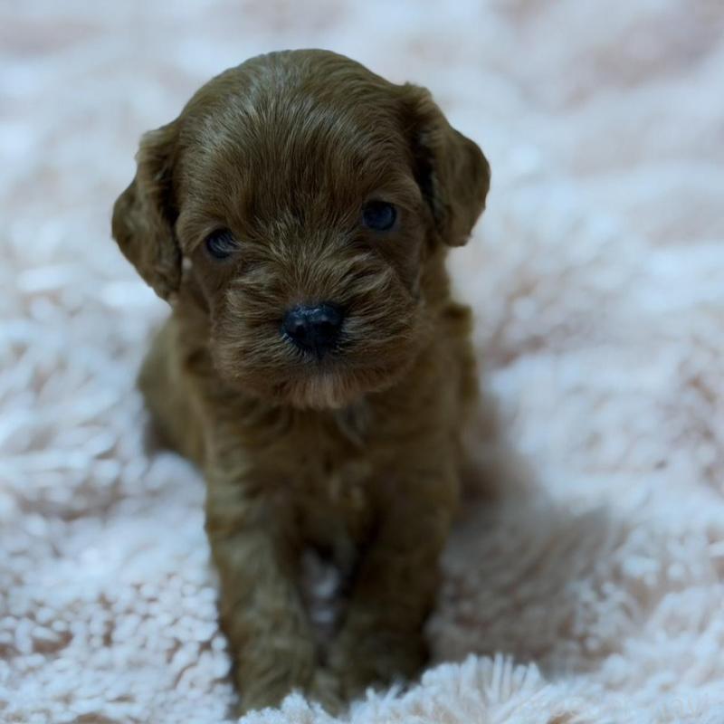 販売中の愛知県のキャバプー:キャバリア×トイプードル-432829