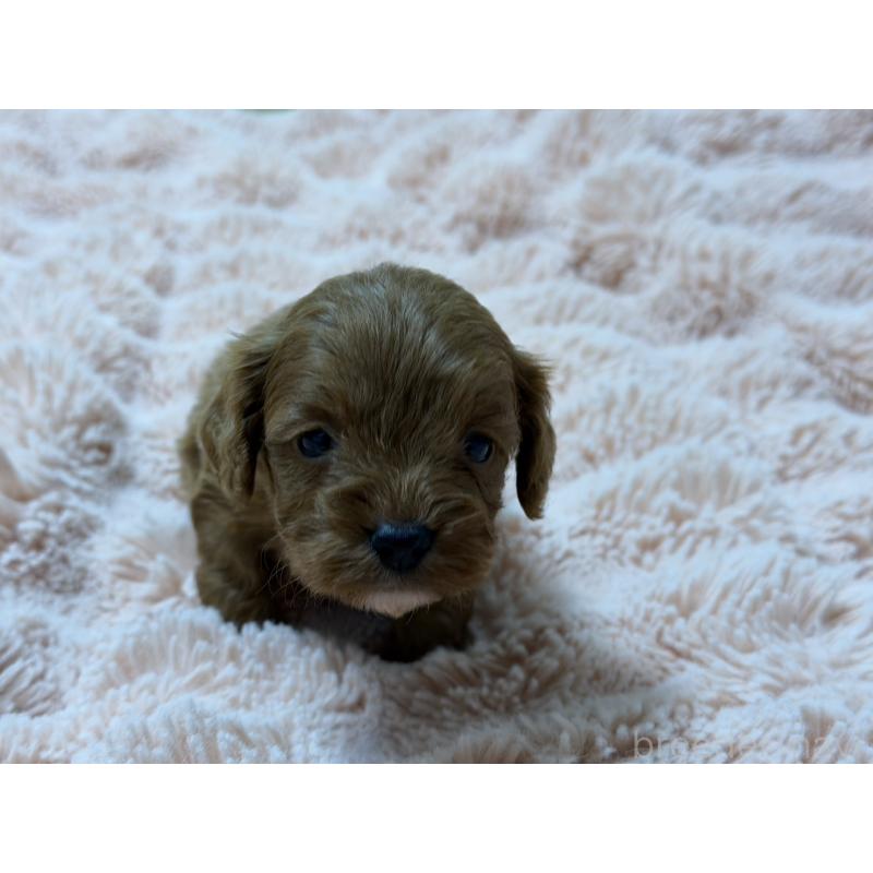 販売中の愛知県のキャバプー:キャバリア×トイプードル-432830の5枚目