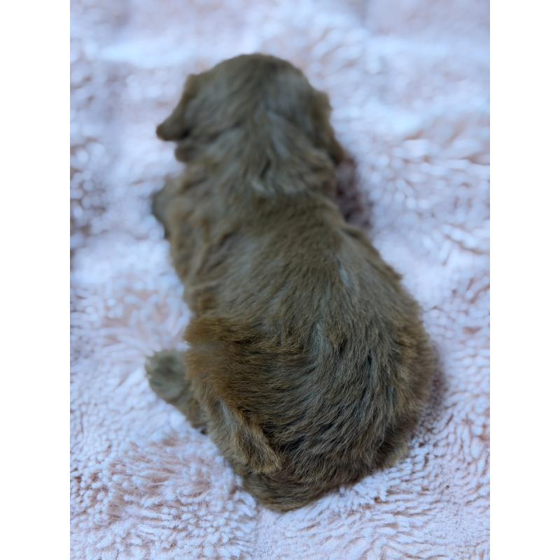 販売中の愛知県のキャバプー:キャバリア×トイプードル-432830の4枚目