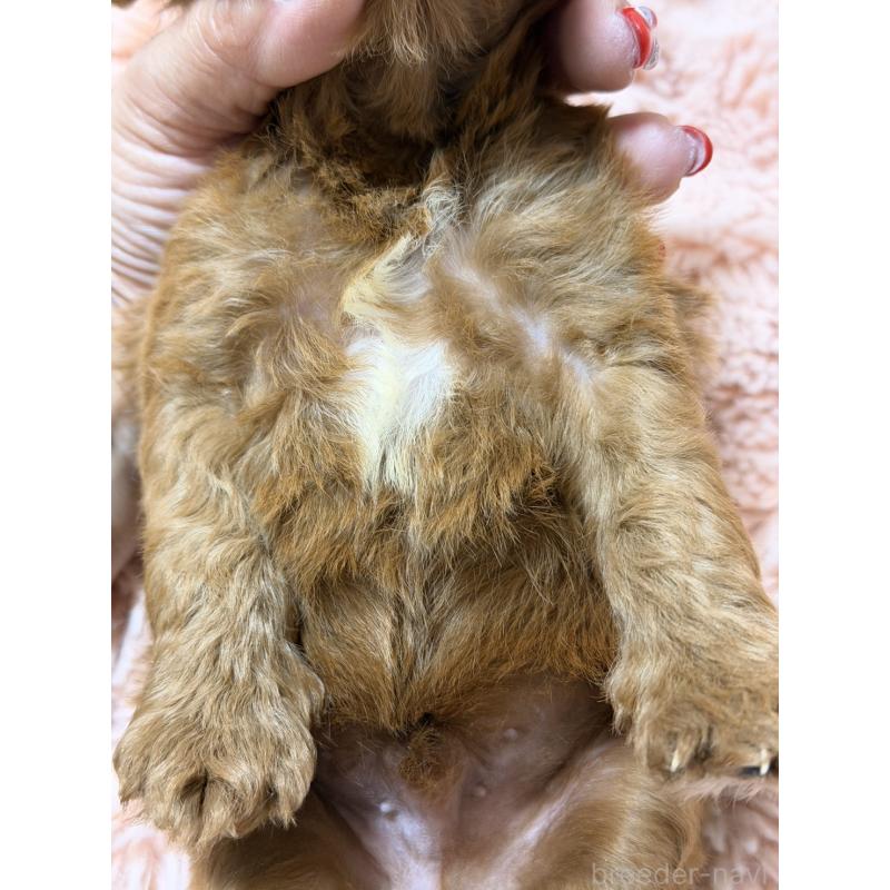 販売中の愛知県のキャバプー:キャバリア×トイプードル-432830の2枚目