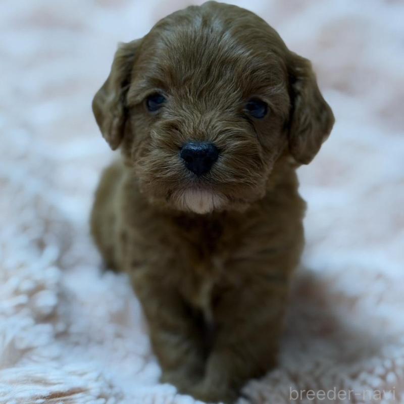 販売中の愛知県のキャバプー:キャバリア×トイプードル-432830の1枚目