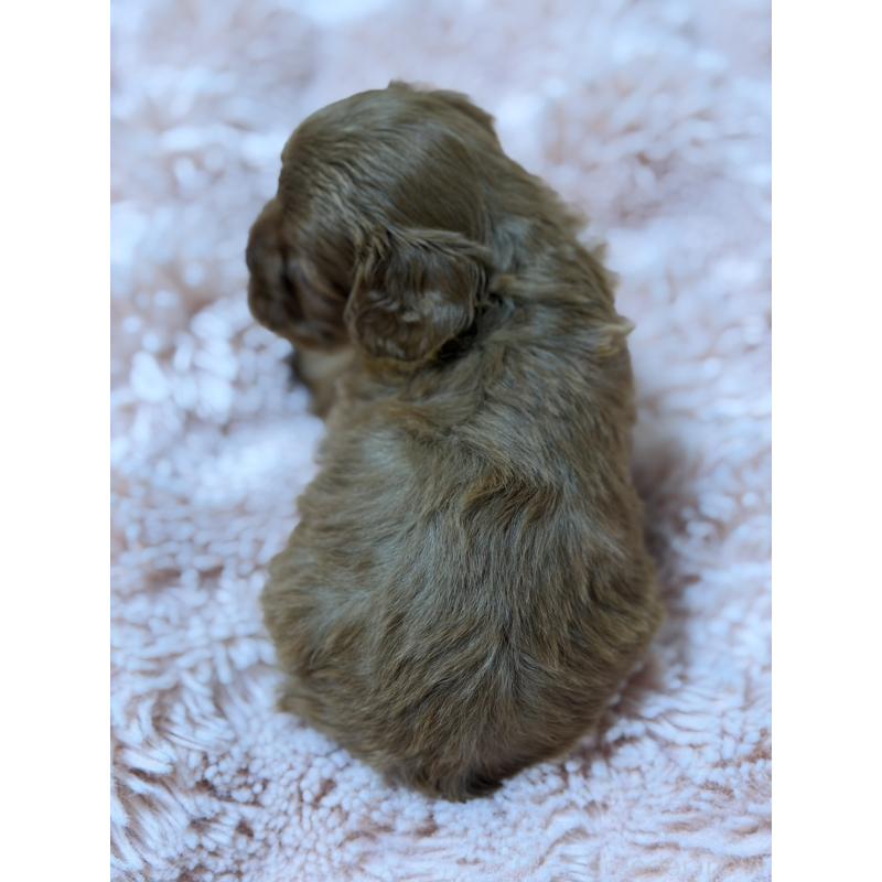 販売中の愛知県のキャバプー:キャバリア×トイプードル-432831の9枚目