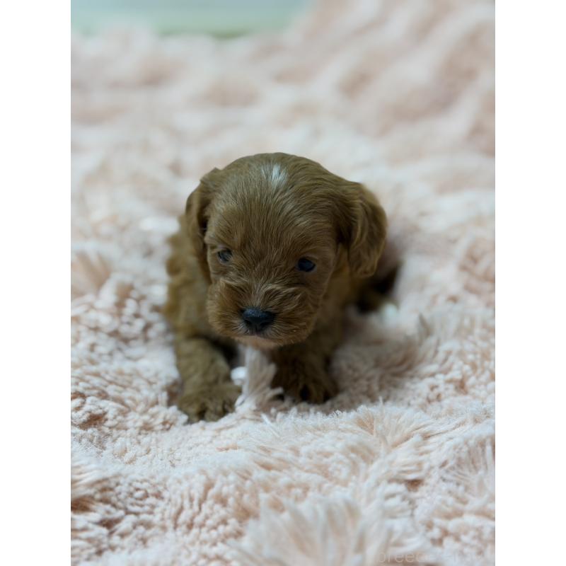 販売中の愛知県のキャバプー:キャバリア×トイプードル-432831の8枚目