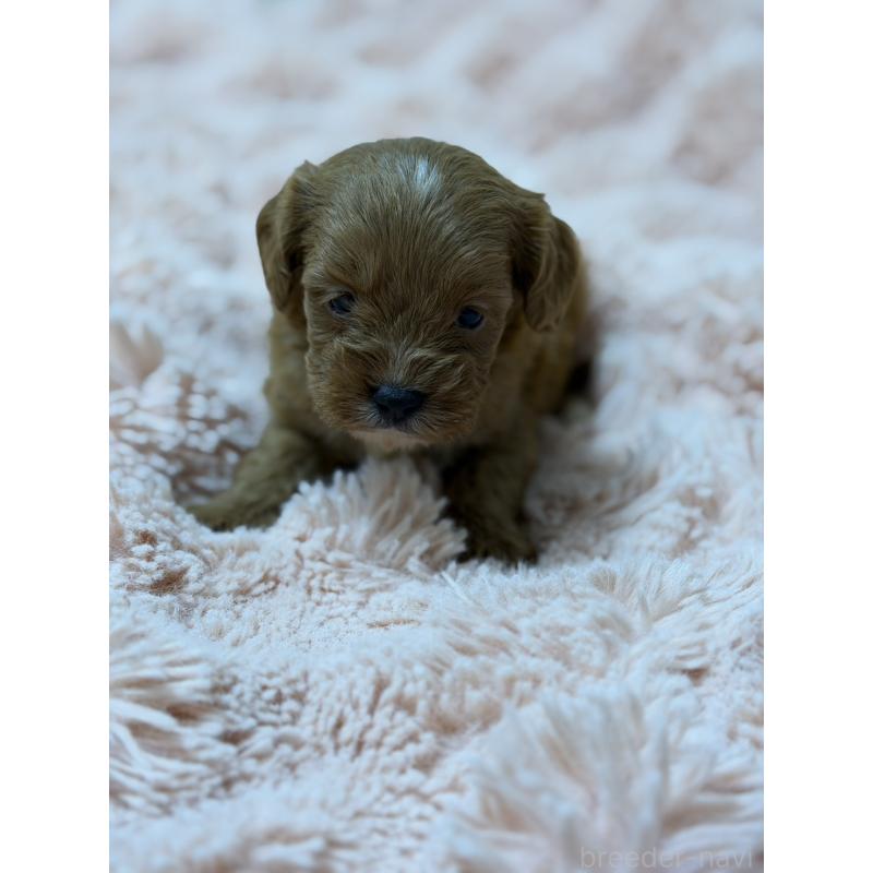 販売中の愛知県のキャバプー:キャバリア×トイプードル-432831の7枚目