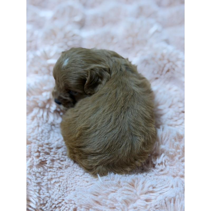 販売中の愛知県のキャバプー:キャバリア×トイプードル-432831の5枚目