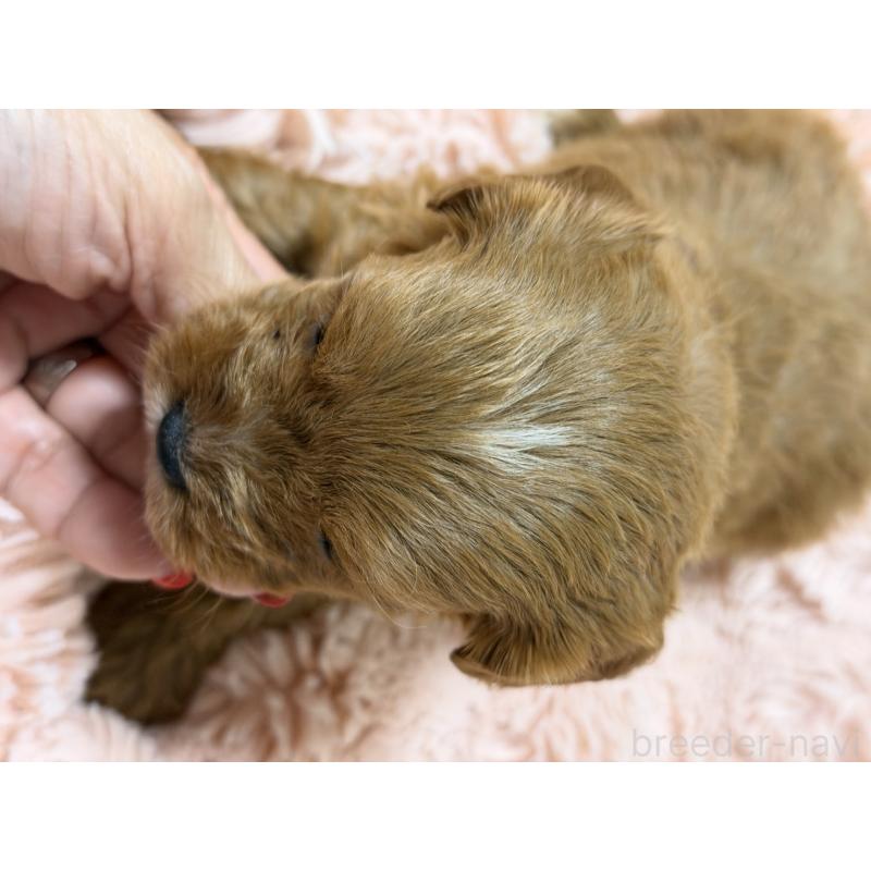 販売中の愛知県のキャバプー:キャバリア×トイプードル-432831の4枚目