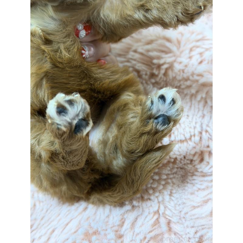 販売中の愛知県のキャバプー:キャバリア×トイプードル-432831の2枚目