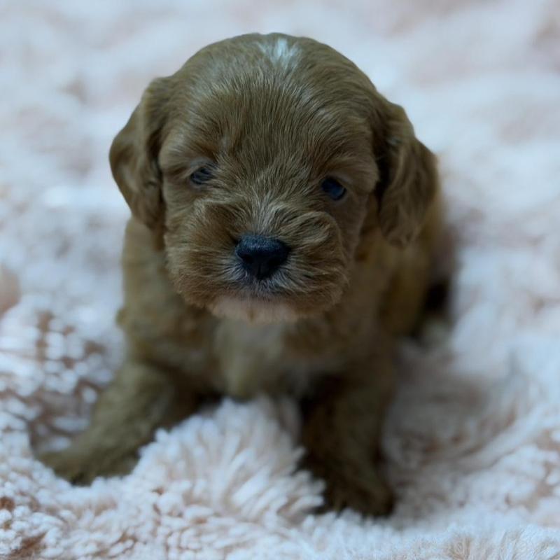 販売中の愛知県のキャバプー:キャバリア×トイプードル-432831