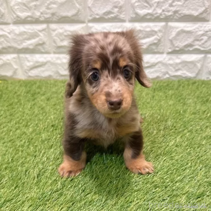 販売中の愛知県のミニチュアダックスフンド(ロングヘアード)-427718