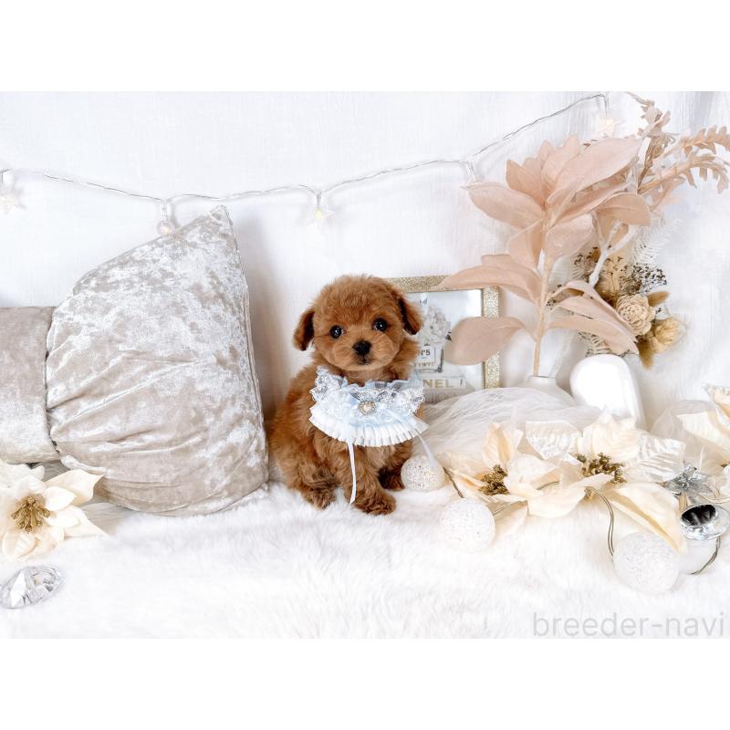 販売中の大阪府のティーカッププードル-432832の7枚目