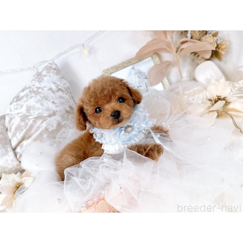 販売中の大阪府のティーカッププードル-432832の6枚目