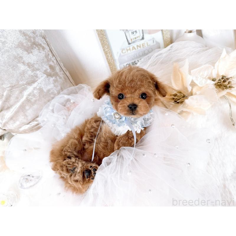 販売中の大阪府のティーカッププードル-432832の5枚目