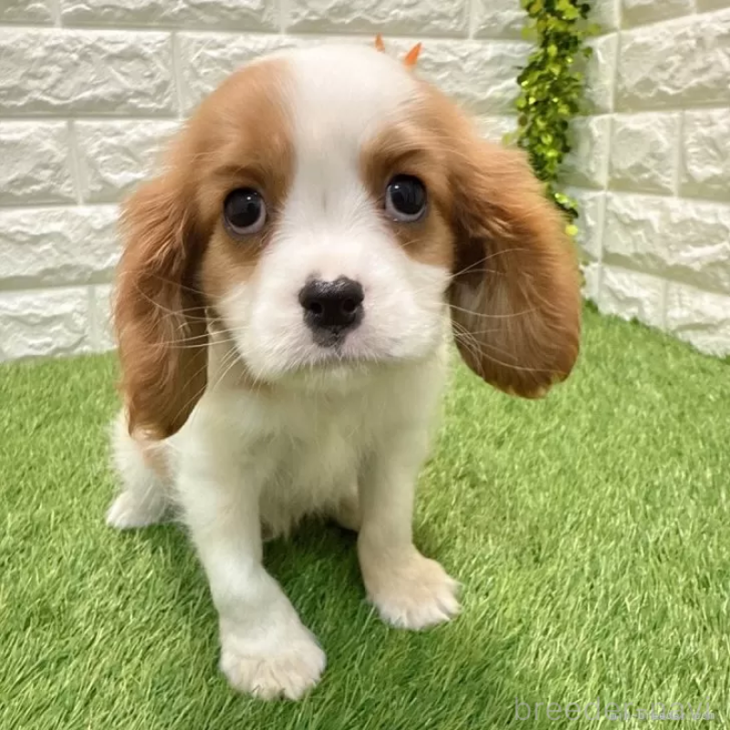 販売中の愛知県のキャバリアキングチャールズスパニエル-427112