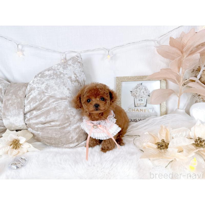 販売中の大阪府のティーカッププードル-432833の7枚目