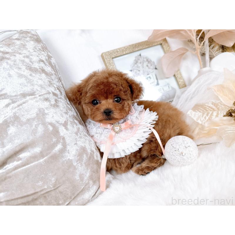 販売中の大阪府のティーカッププードル-432833の6枚目