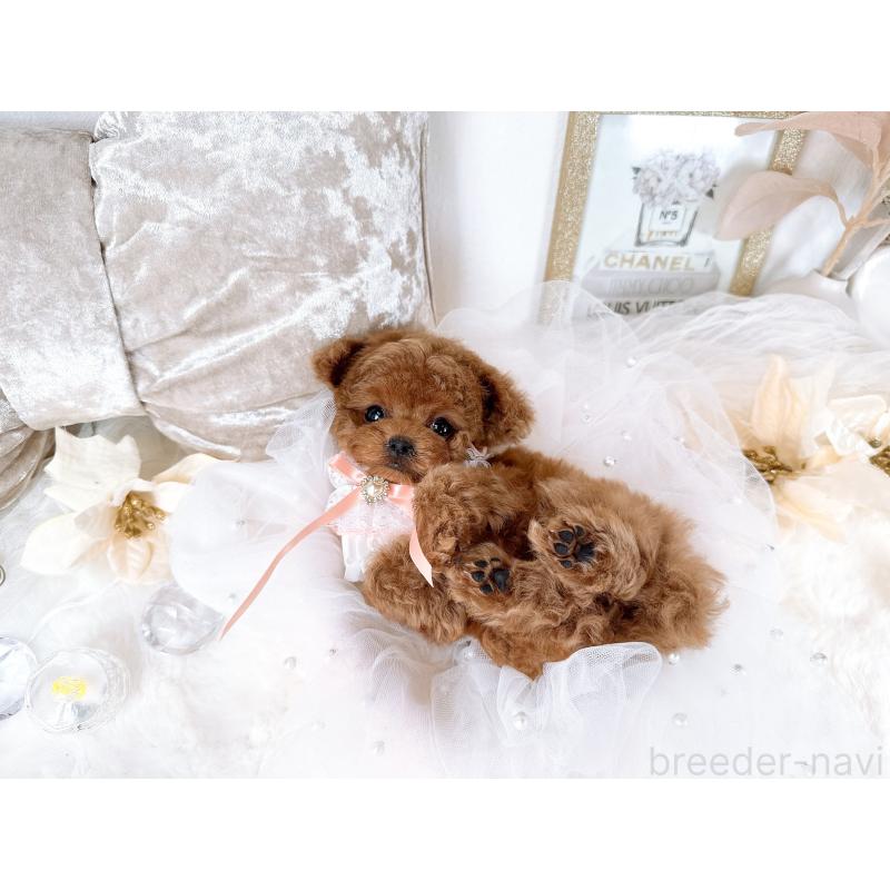 販売中の大阪府のティーカッププードル-432833の5枚目