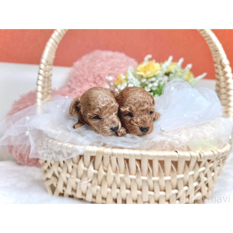 販売中の大阪府のティーカッププードル-432833の3枚目