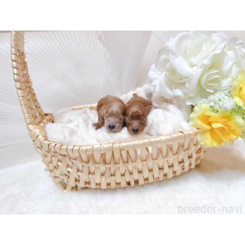 販売中の大阪府のティーカッププードル-432833の2枚目