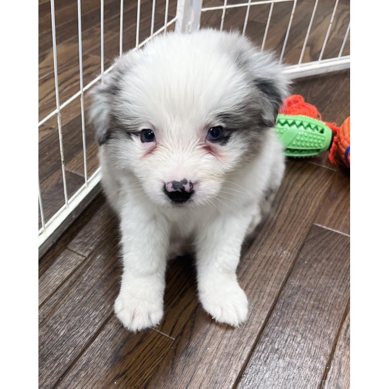 販売中の東京都のボーダーコリー-428400