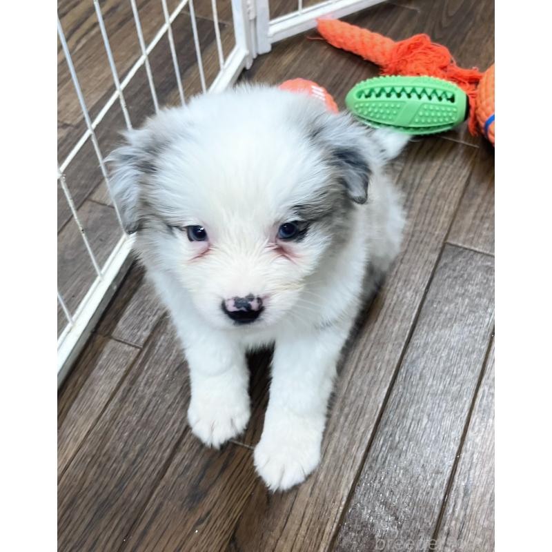 成約済の東京都のボーダーコリー-428400の5枚目