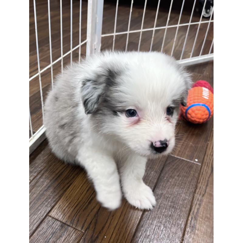 成約済の東京都のボーダーコリー-428400の4枚目