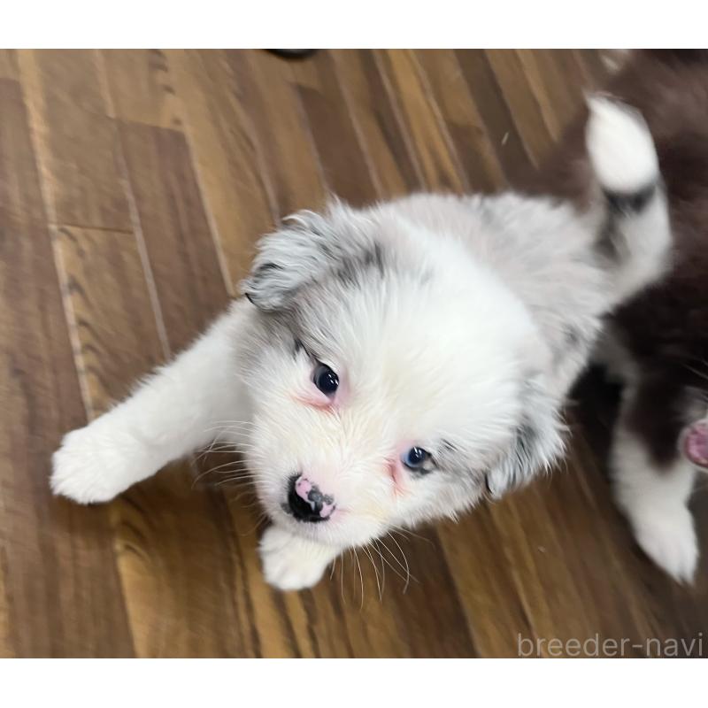 成約済の東京都のボーダーコリー-428400の2枚目