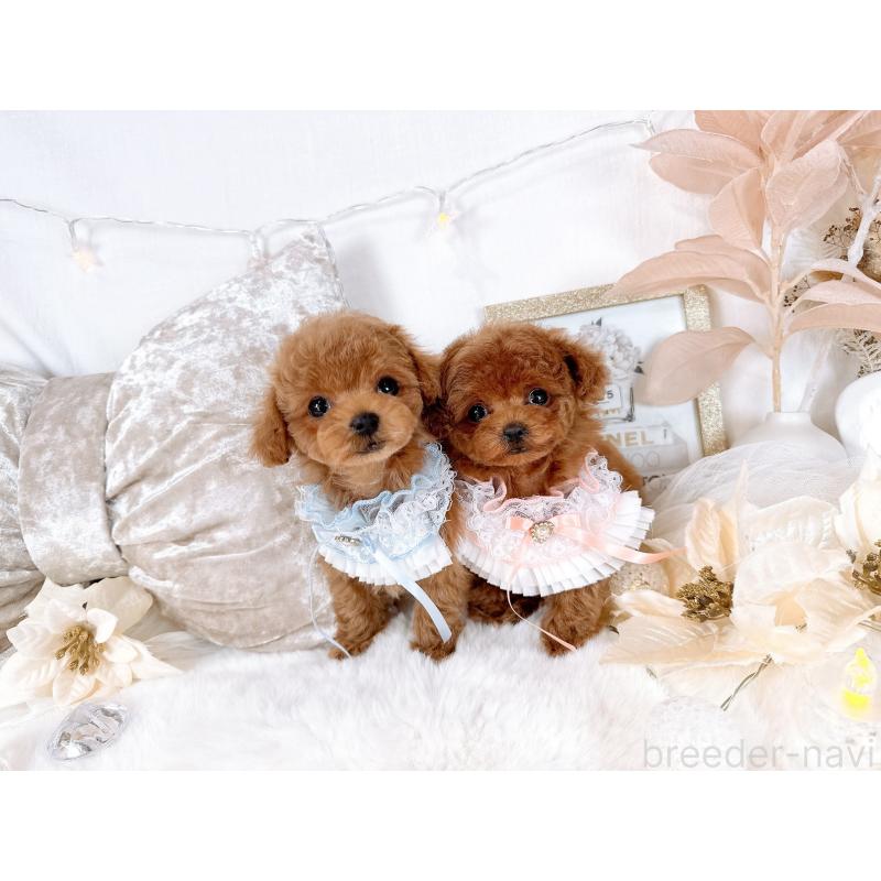 販売中の大阪府のティーカッププードル-432832の2枚目