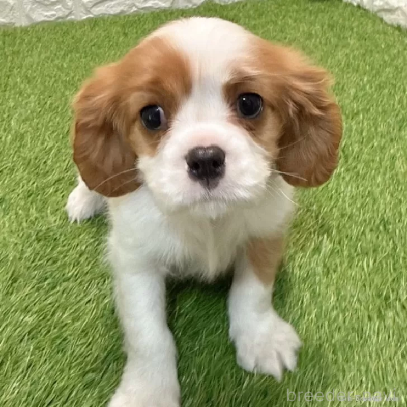 販売中の愛知県のキャバリアキングチャールズスパニエル-427121