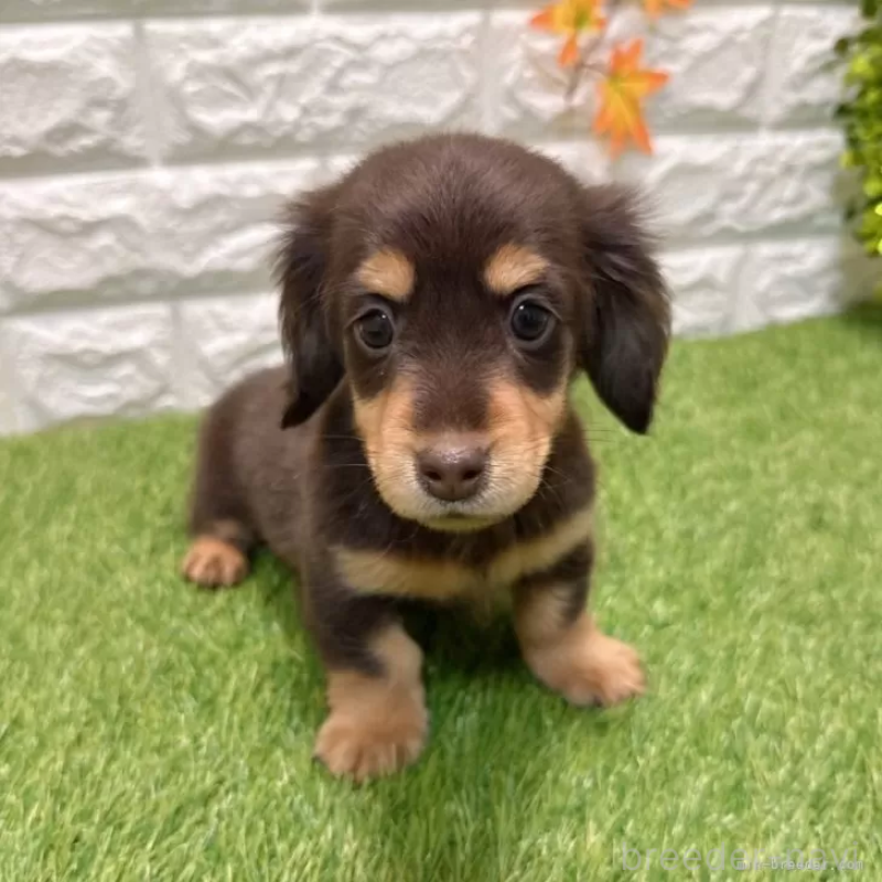 販売中の愛知県のミニチュアダックスフンド(ロングヘアード)-427716