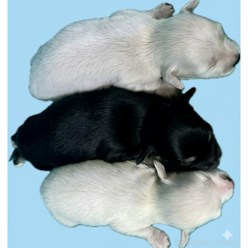 販売中の兵庫県のチワックス:チワワ×ミニチュアダックスフンド-432834の3枚目