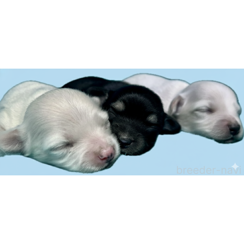 販売中の兵庫県のチワックス:チワワ×ミニチュアダックスフンド-432834の2枚目