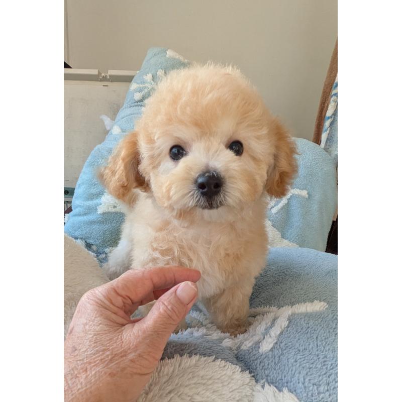 販売中の千葉県のビションプー:ビションフリーゼ×トイプードル-422587の3枚目